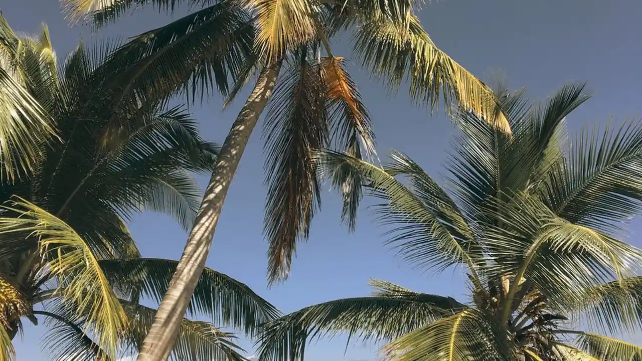 李寻欢探花古龙笔下传奇人物的命运与抉择
